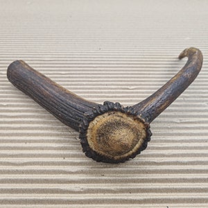 Beautiful Deer antler horn walking hikeing stick handle