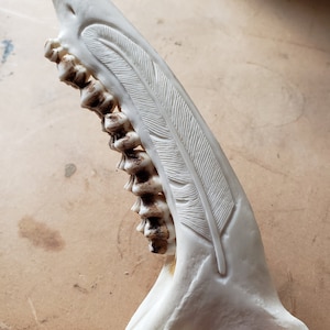 May include: A white deer antler with a carved feather design. The antler is polished and smooth, with a natural brown color at the base.