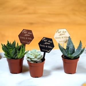 Könnte beinhalten: Drei Topf-Sukkulenten mit personalisierten Holzschildern. Die sechseckigen Schilder tragen die Aufschrift "let love grow" mit den Namen eines Paares und einem Datum. Die Töpfe sind braun, und die Sukkulenten haben grüne und blau-grüne Blätter.