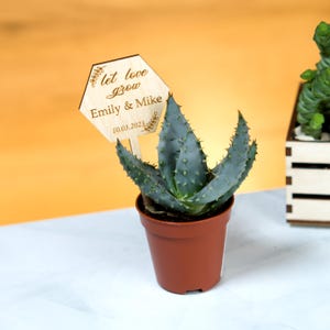 Lembrancinhas de madeira personalizadas para casamento rústico com suculentas, etiquetas para suculentas, bastão Let Love Grow, lembrancinhas de casamento para cactos ou suculentas