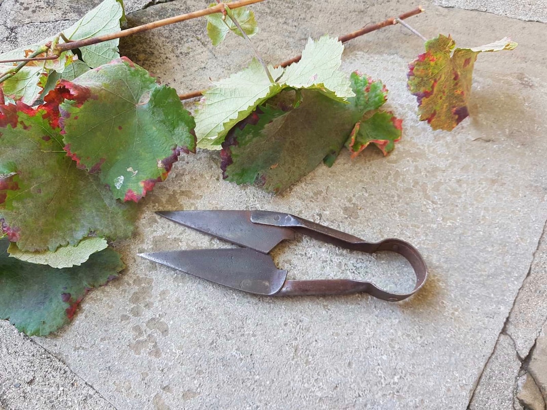 Old Scissors, Scissors for Animals, Pruning Shears, Rustic Scissors ...