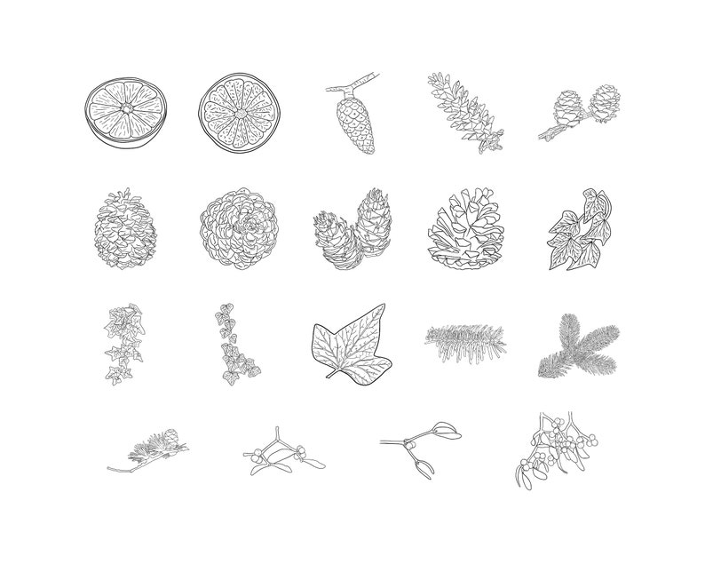 May include: A black and white line drawing illustration of various botanical elements, including pine cones, holly, ivy, mistletoe, and citrus fruit.