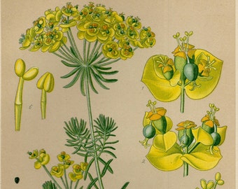 Dyer's Green Weed Botany 1852 Original Antique Hand-Coloured Anne Pratt Botanical Illustration Flower Available Framed Garden