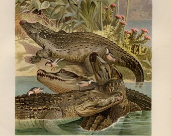 antique /& vintage decorative picture approx. 17 x 25 cm Nile Crocodile \u2013 Original vintage print from 1892