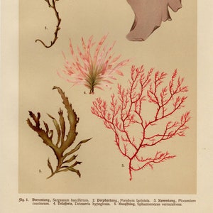 ALGAE SEAWEED Vintage lithograph from 1911
