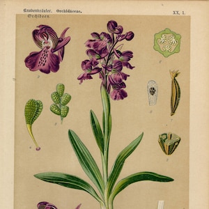 ORCHID GREEN-WINGED Orchid Print Vintage lithograph from 1894