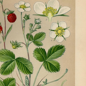 WILD STRAWBERRY PRINT Vintage lithograph from 1894