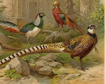 PHEASANT Print Vintage lithograph from 1906