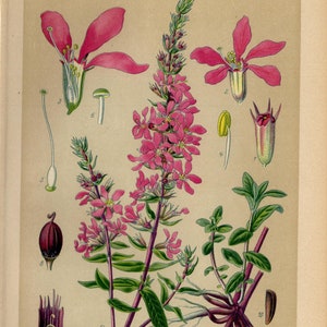 PURPLE LOOSESTFIFE PRINT Vintage lithograph from 1894