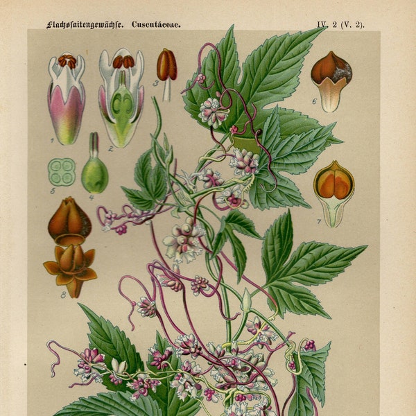 PARASITIC PLANT Print Vintage lithograph from 1894