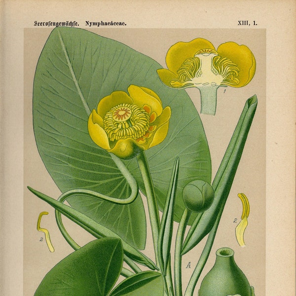 YELLOW WATER LILY Vintage lithograph from 1894