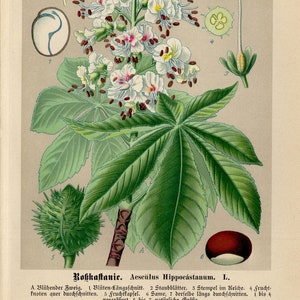 CHESTNUT PRINT Vintage lithograph from 1894