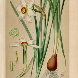 Könnte beinhalten: Botanische Illustration einer weißen Narcissus poeticus-Blume mit gelb-orangefarbenem Zentrum, grünen Blättern und einer Zwiebel mit Wurzeln. Das Bild enthält detaillierte Diagramme der Blütenteile.