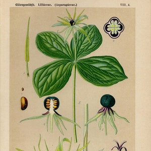 HERB PARIS FLOWER Print Vintage lithograph from 1894
