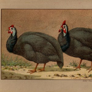 GUINEAFOWL Bird Vintage Lithograph from 1899