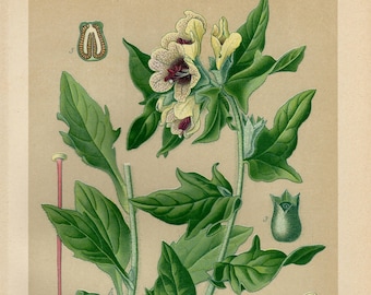HENBANE STINKING NIGHTSHADE Print Vintage lithograph from 1894