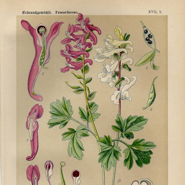 CORYDALIS CAVA Vintage lithograph from 1894