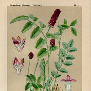 GREAT BURNET PRINT Vintage lithograph from 1894