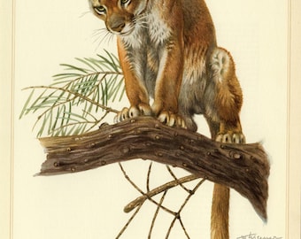 COUGAR vintage lithograph from 1956
