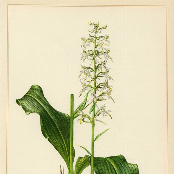 ORCHID PRINT Vintage lithograph of the lesser butterfly-orchid from 1953
