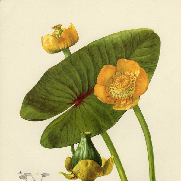 YELLOW WATER LILY Vintage lithograph from 1955