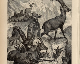 ALPINE IBEX PRINT Antike Gravur aus dem Jahr 1891