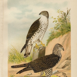 PERN BUZZARD BIRD Vintage lithograph from 1903