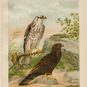 PERN BUZZARD BIRD Vintage lithograph from 1903
