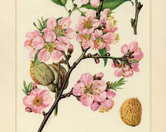 ALMOND PRINT Vintage lithograph from 1958
