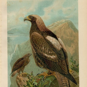 IMPERIAL EAGLE Bird Vintage lithograph from 1903