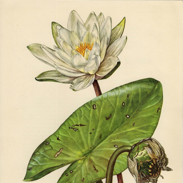 WATER LILY white water rose vintage lithograph from 1953