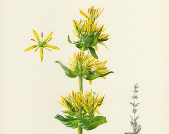 Gentiana lutea Great Yellow Gentian Marsh GENTIAN 1927 Beautiful European CENATAURY SPRING Gentian Original Antique Chromolithograph