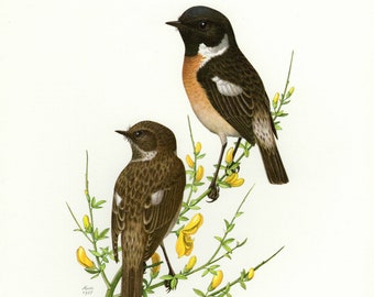 Young Stonechat by Sylvia MacGregor IC0 Vintage Bird Art Postcard