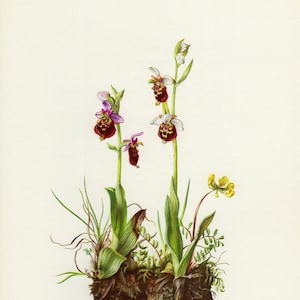 ORCHIDEE BLUME späte Vintage Lithographie von 1974