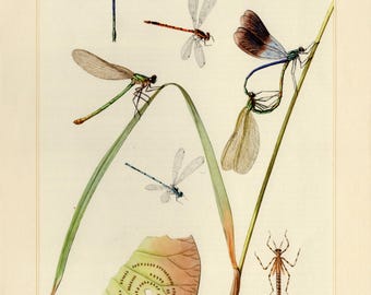 DEMOISELLE DAMSELFLY PRINT Vintage lithograph from 1956