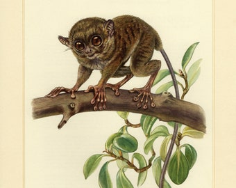 TARSIER SPECTRAL vintage lithograph from 1956