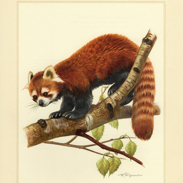 RED PANDA vintage lithograph from 1956