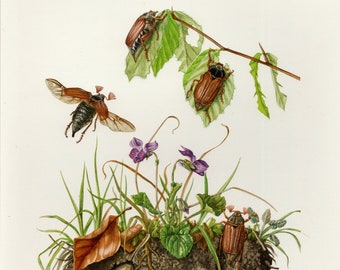 CHRZĄSZCZ SKARABUB Litografia vintage z 1956 r.