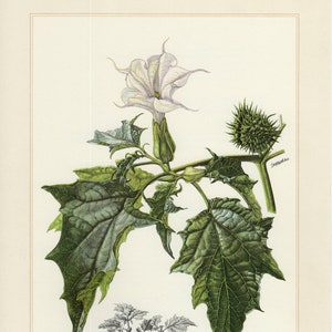 May include: A botanical illustration of a Datura plant, showing a white flower, green leaves, and a spiky seed pod. A smaller grayscale plant depiction and text are at the bottom of the image.