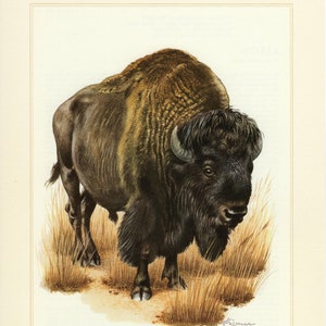 BISON BUFFEL vintage lithografie uit 1956