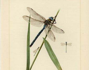 DRAGONFLY PIGMY DEMSELFLY Vintage Lithograph Digital Download
