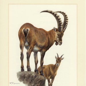 IBEX STEINBOCK BOUQUETIN vintage lithograph from 1956