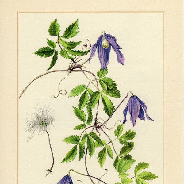 ALPINE CLEMATIS DRUCK Vintage Lithographie von 1958