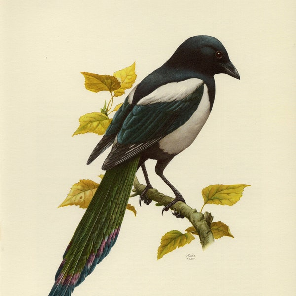 MAGPIE PRINT Vintage lithograph from 1958
