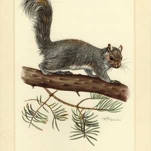Puede incluir: Ilustración detallada de una ardilla gris posada en una rama marrón, con una cola esponjosa y pelaje detallado. La obra de arte incluye agujas de pino verdes y el texto "GRAUHORNHEN - Sciurus carolinensis".