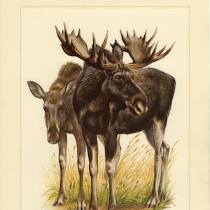 MOOSE ELK vintage lithograph from 1956
