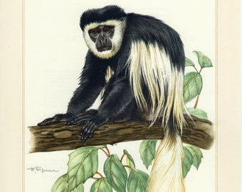 Colobus guereza monkey digital printable retro poster