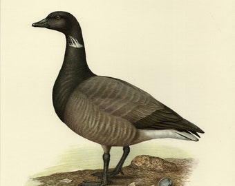 GOOSE BRANT BRENT Druck Vintage-Lithografie aus dem Jahr 1956