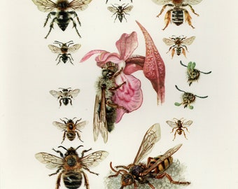 A4A3 FramedUnframed Cuckoo Wasp Vintage Lithograph Fine Art Print