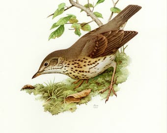 1936 Vintage FUERTES BIRDS #105 /"WOOD THRUSH HERMIT/" Color Plate Lithograph
